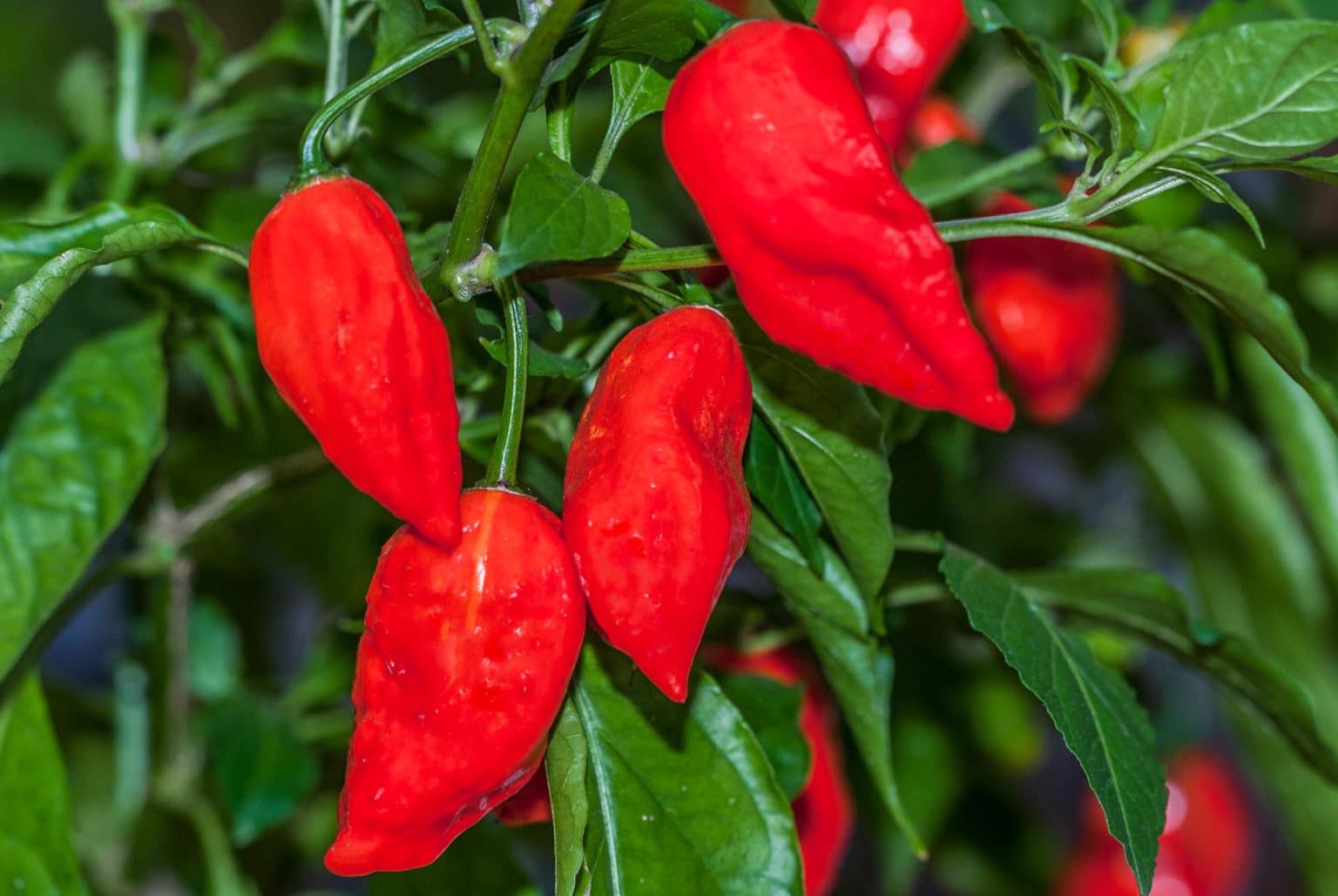 Bhut Jolokia – Capsicum chinense – Chilisorte