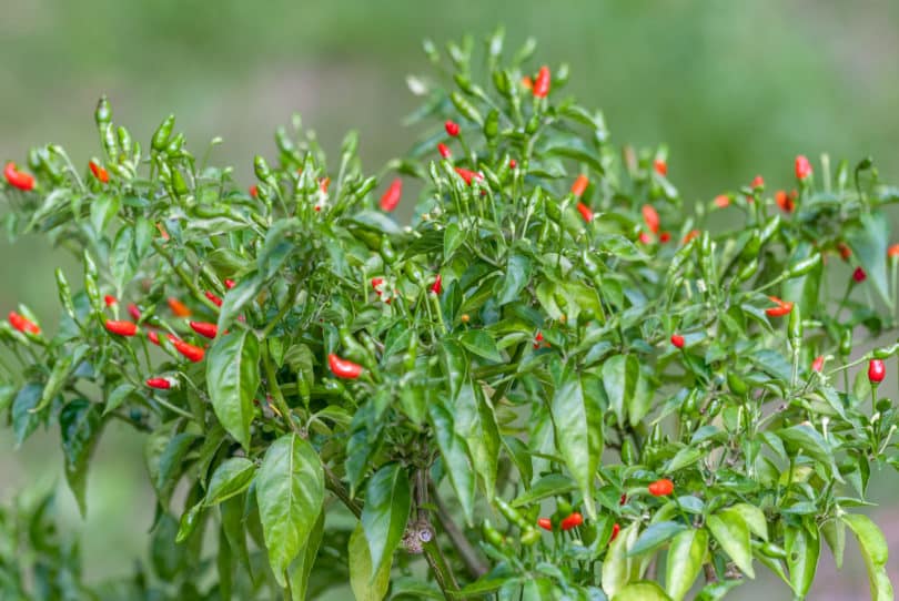 Chili Red - Capsicum frutescens