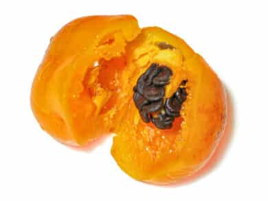 Die Früchte von Rocoto - Capsicum pubescens - besitzen schwarze Samen