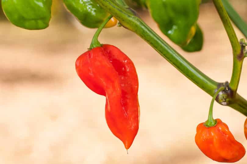 Die Chilisorte Devil's Tongue Red (Capsicum chinense) 