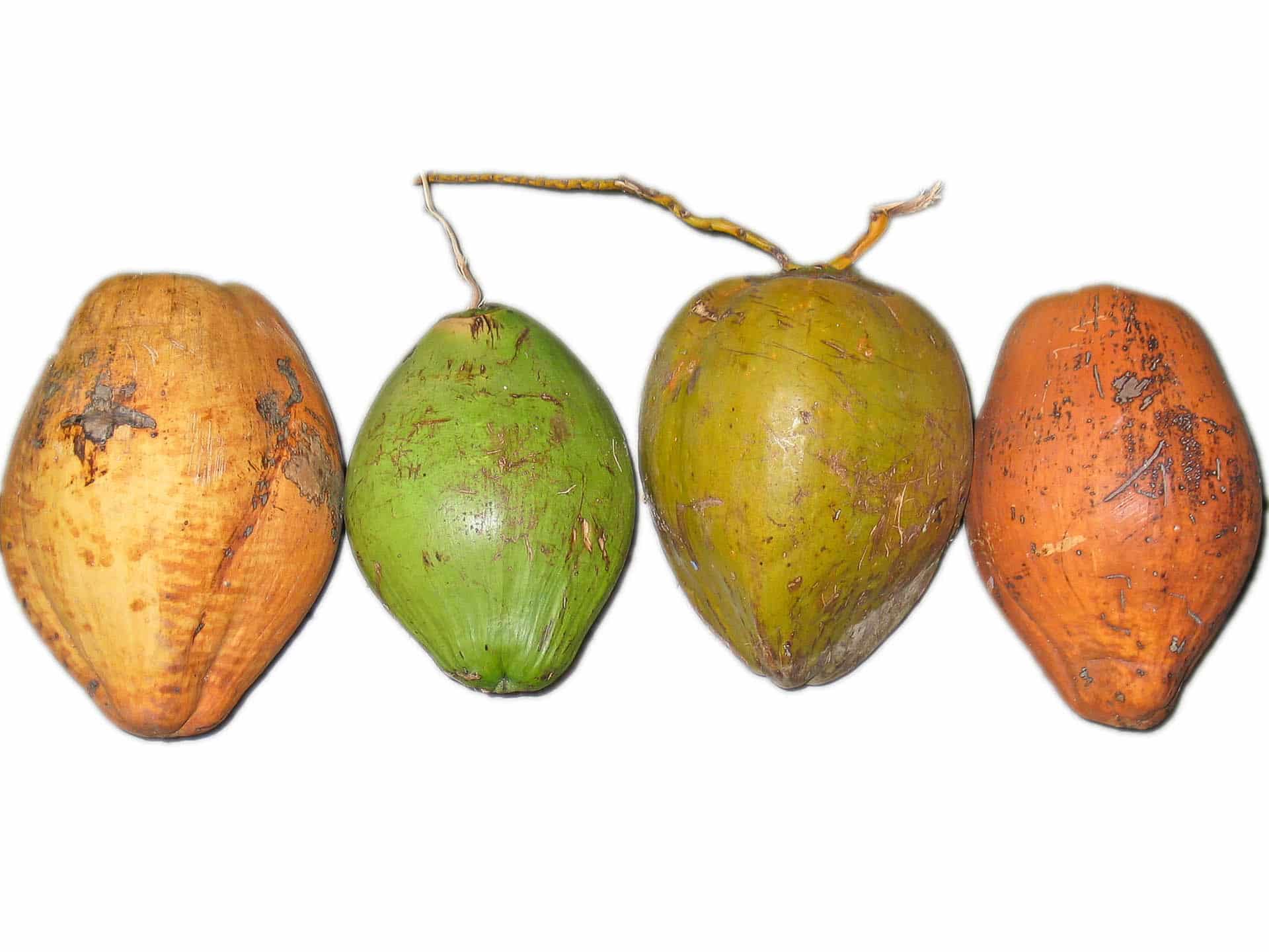 Kokosnuss – Cocos nucifera