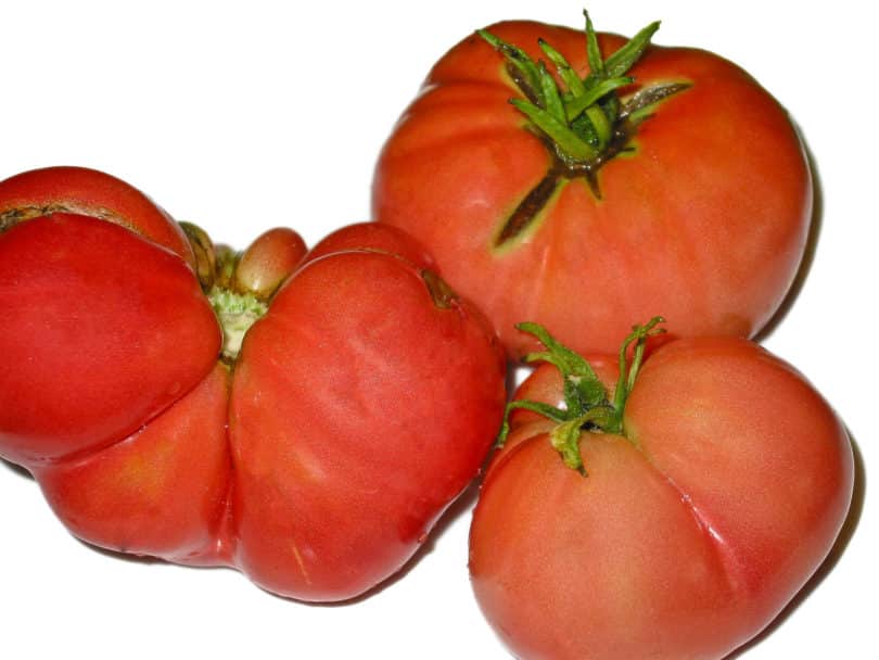 Die Früchte von Ponderosa Purpurviolette sind rot und haben oft verschiedene Formen.