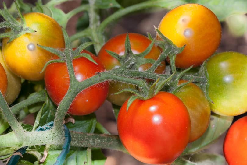 Die Tomaten schmecken gut und sind saftig