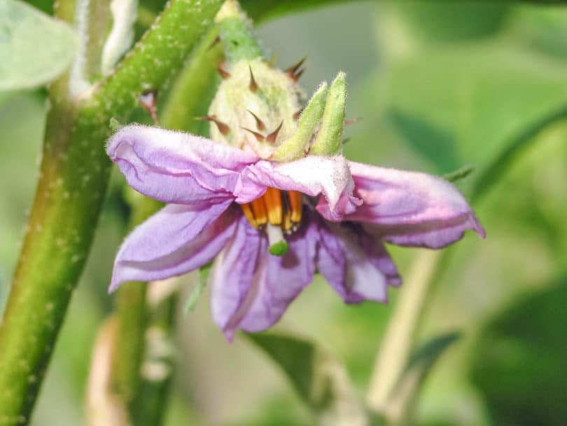Die Blütenfarbe von den verschiedenen Auberginensorten (Solanum melongena) können variieren.