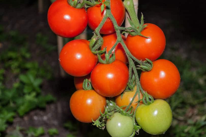 Die Tomatensorte setzt sehr viele Früchte an