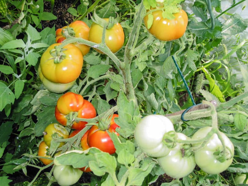 Die Tomate The Amateur wächst selbstdeterminierend und muss daher nicht ausgegeizt werden.