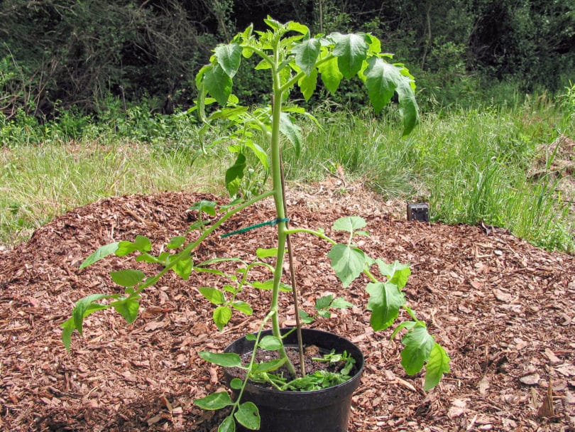 Beim Ausgeizen der Tomate werden die Seitentriebe entfernt