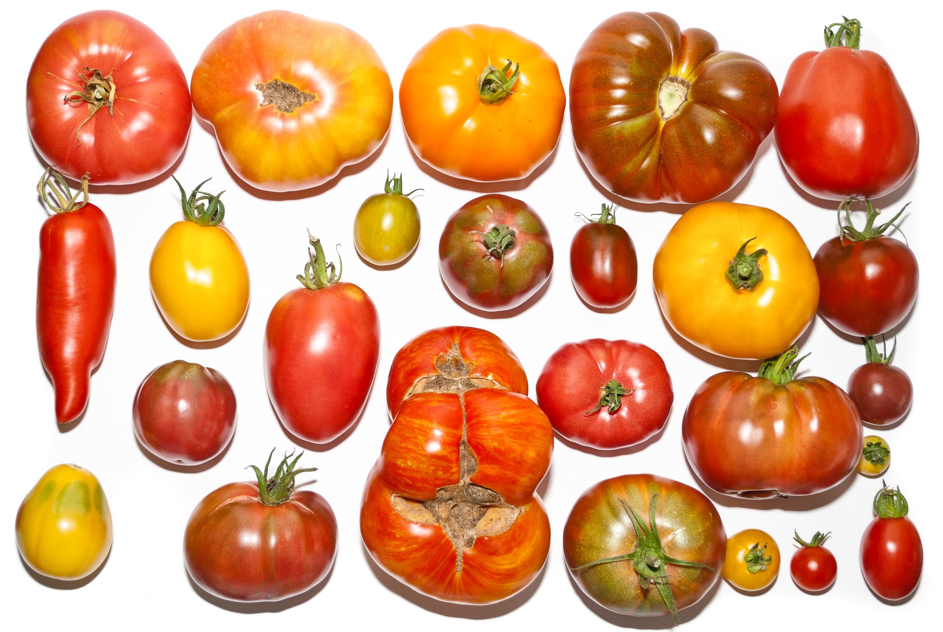 Tomatensorten aus aller Welt - über 20.000 Sorten