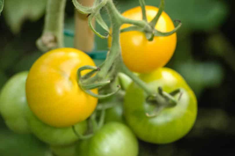 Die gelbe Tomate Yellow Perfektion schmeckt aromatisch, saftig gut.