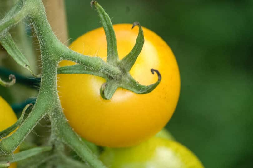 Die gelbe Tomatensorte Yellow Perfektion mit mittelgroßen, runden Früchten